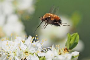 Grosser Hummelschwebflieger